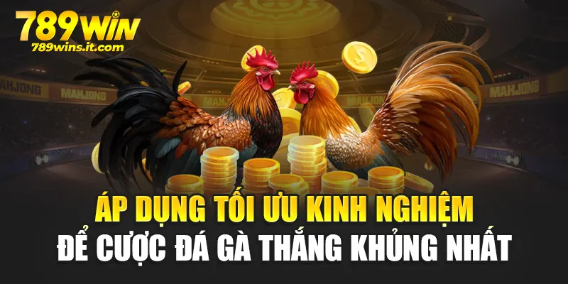 Áp dụng tối ưu kinh nghiệm để cược đá gà thắng khủng nhất